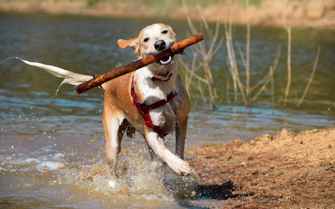 Tips for Summertime Hiking With Pets