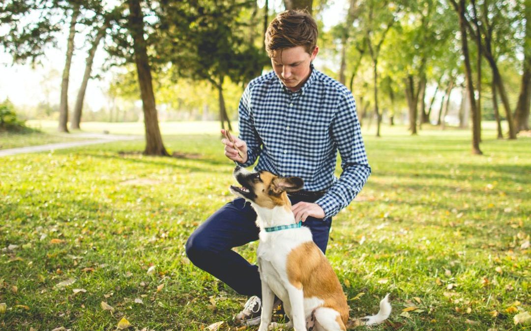 6 Ways To Be A Responsible Dog Owner