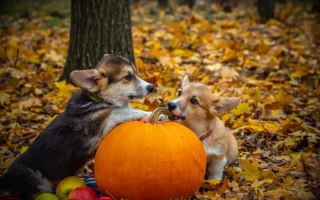 Healthy Thanksgiving for Pets
