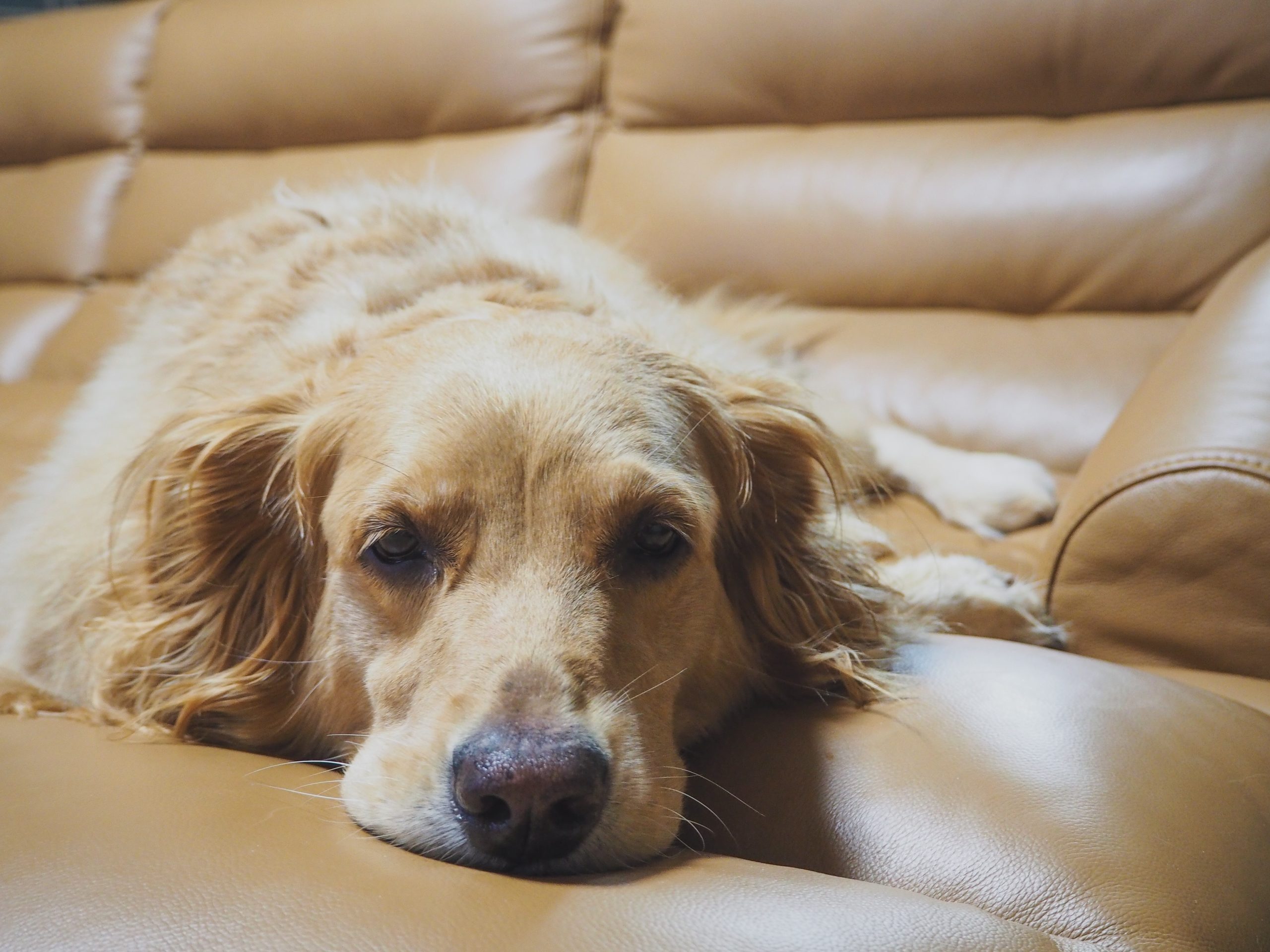 Golden retriever laying on a couch