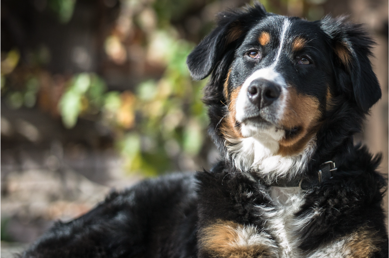 Learn About Early Detection Screening Tests For Your Senior Pet - Keene 