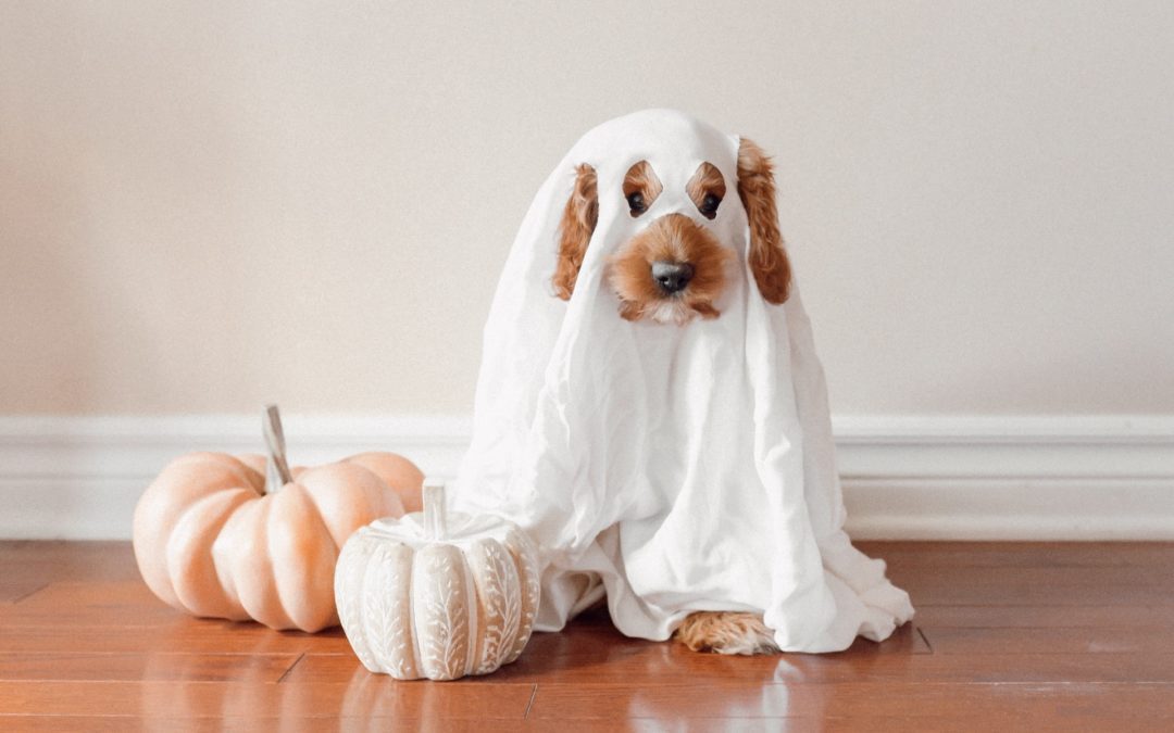 Halloween Pet Safety Tips to Take the Horror Out of the Holiday